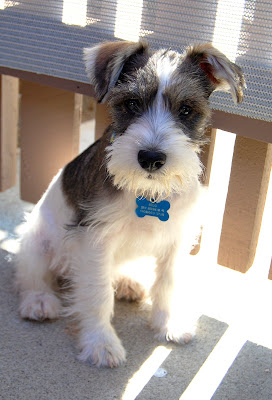 Can you please open the gate? I want to chase a squirrel!