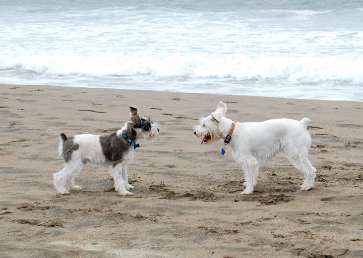 Maui: Want to play tag? Hilo: Obviously Im going to out run you!