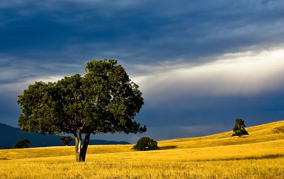 campo