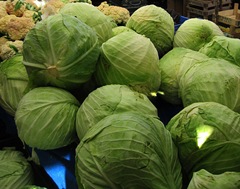 giant cabbages