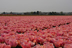  &ndash; Tulpen Noordwijkerhout
29-04-2010