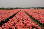  &ndash; Tulpen Noordwijkerhout
29-04-2010