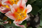  &ndash; Tulpen Noordwijkerhout
29-04-2010