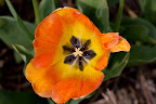  &ndash; Tulpen Noordwijkerhout
29-04-2010