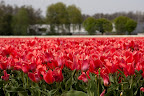  &ndash; Tulpen Lisse
29-04-2010