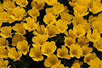  &ndash; Tulpen Lisse
29-04-2010