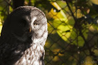  &ndash; Laplanduil in Burgers Zoo