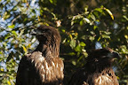  &ndash; Zeearenden in Burgers Zoo