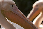  &ndash; Pelikanen in Burgers Zoo