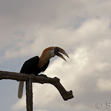  &ndash; Vrije Vlucht voorstelling - Jari (jaarvogel)