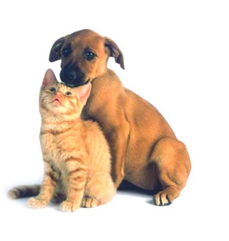 [dog-cat[10].jpg]