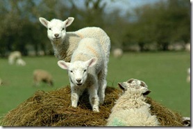 sheep sheep