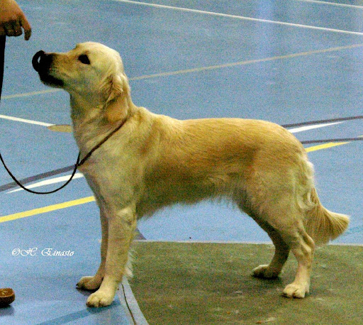 carrol