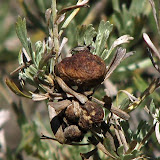 IMG_0940_crop_sm.jpg