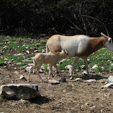 IMG_0184.JPG