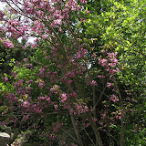 IMG_0208.JPG