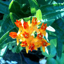 Butterfly milkweed