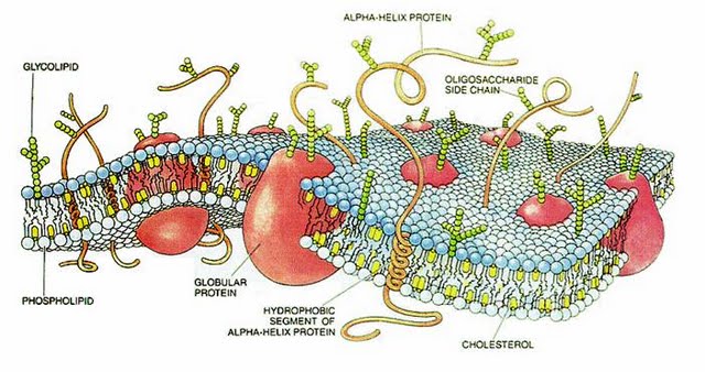 CellMembrane.jpg