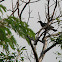 White-crowned Pigeon