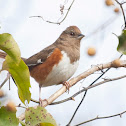 Eastern Towhee