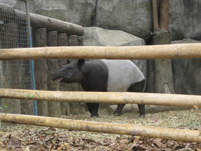 The Mammals Of Avilon Zoo Pmcorner Travel Blog