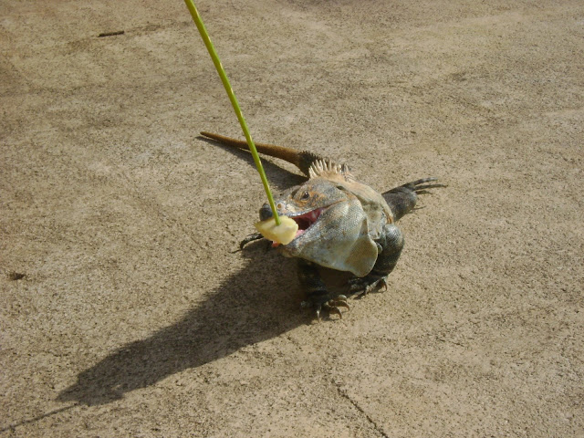 http://lh4.ggpht.com/_JhwvZZ52agw/SSWtFCrmc_I/AAAAAAAACFU/oPhZlFQVUfI/s640/DSC00974.JPG
