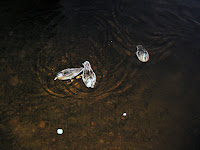 IMG_1424.JPG
