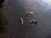 IMG_1427.JPG