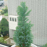 Chamaecyparis lawsoniana