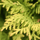 Chamaecyparis obtusa nana gracilis
