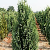 Chamaecyparis lawsoniana columnaris