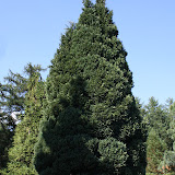 Chamaecyparis lawsoniana fletcherii