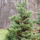 Chamaecyparis pisifera squarrosa