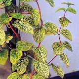 Lonicera japonica Aureoreticulata