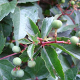 Parthenocissus quinquefolia