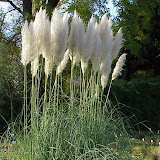 Cortaderia selloana