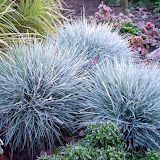 Festuca glauca