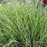 Miscanthus sinensis Zebrinus