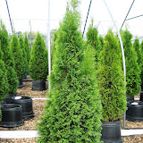 Thuja occidentalis smaragd