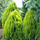 Thuja orientalis aurea