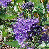 Caryopteris clandonensis Heavenly Blue
