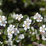 Cotoneaster dammeri Skogsholmen