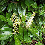 Prunus laurocerasus