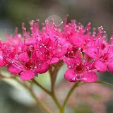 Spiraea japonica Anthony Waterer