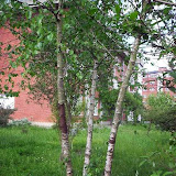 Betula alba