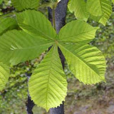 Aesculus hippocastanum