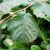 Corylus avellana