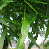 Fraxinus angustifolia