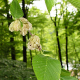 Ulmus glabra