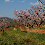 Patuljasta breskva Small peach Nana